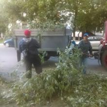 ул. Луначарского, 31 спил